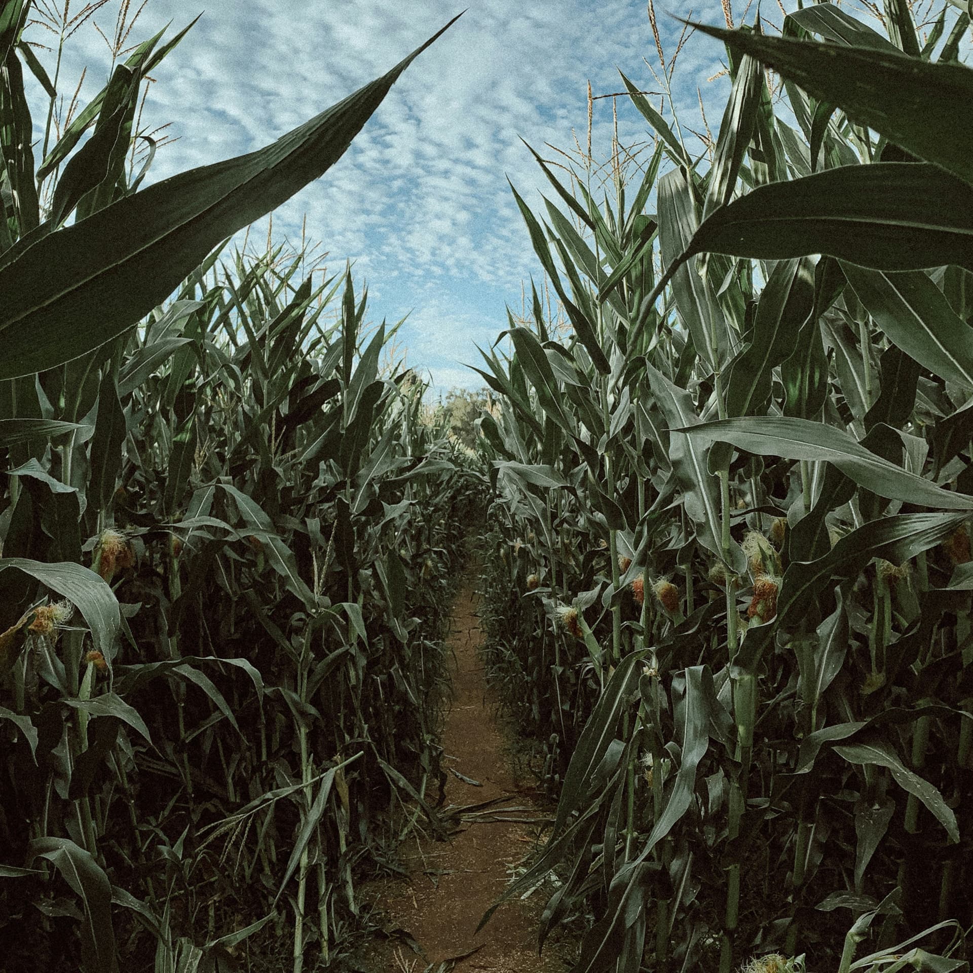 Harvest of Memory