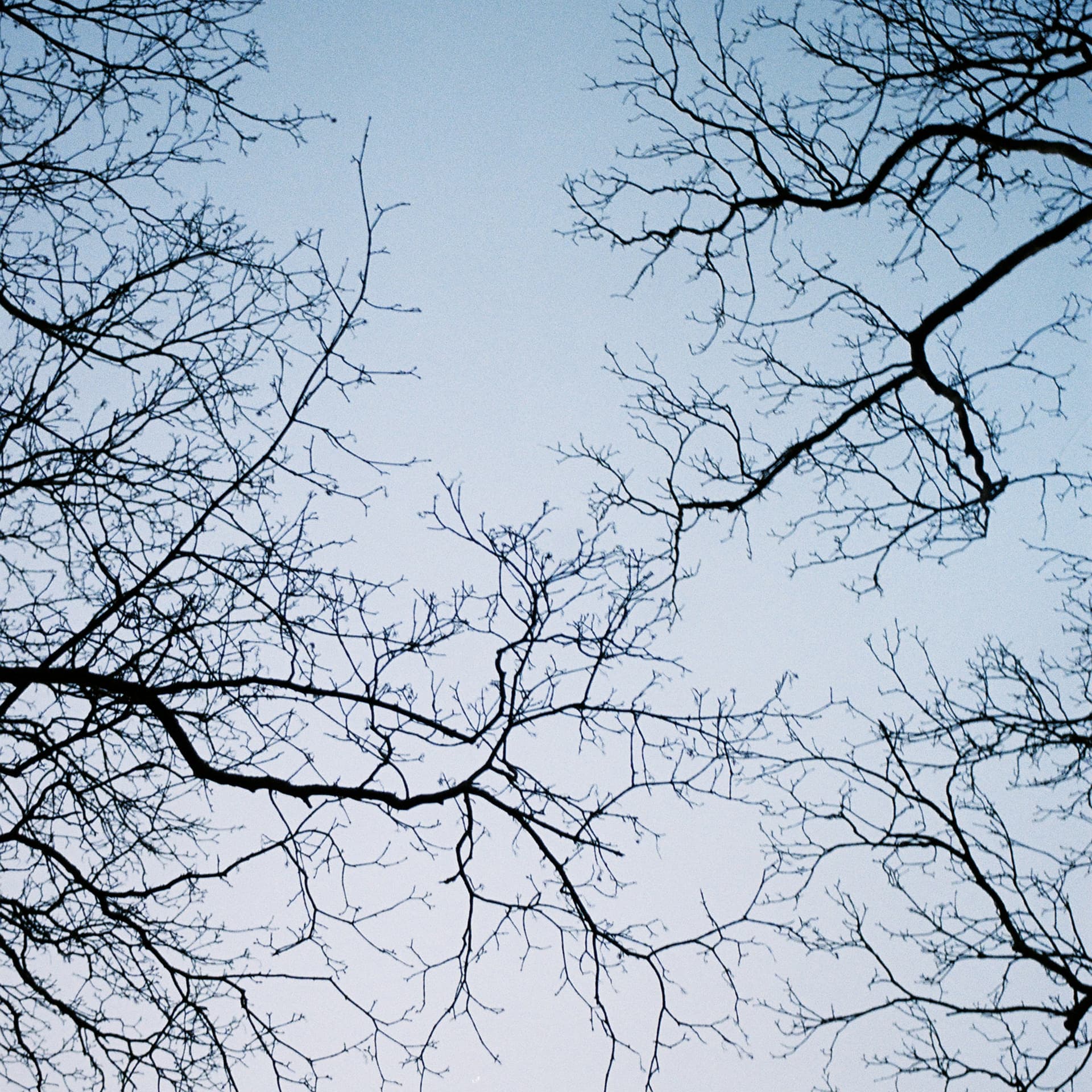 Roots and Branches