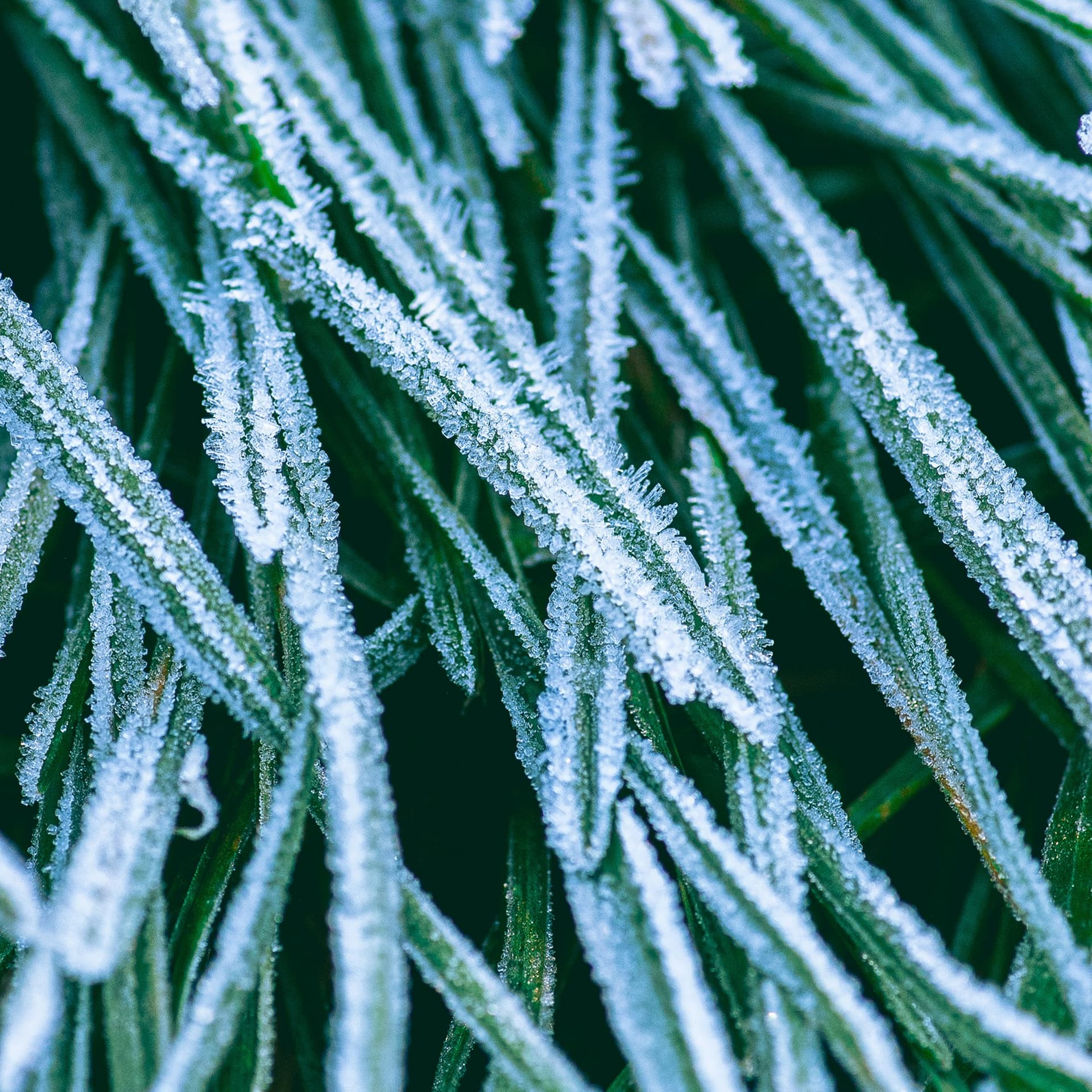 The Sound of First Frost